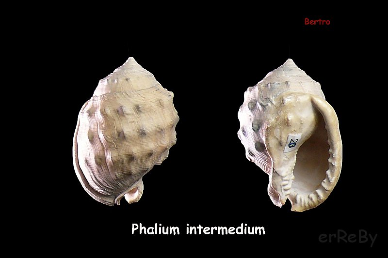Phalium intermedium.jpg